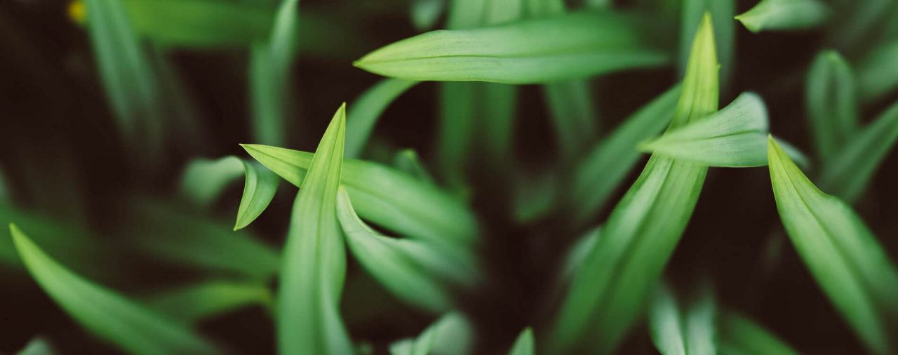 Microalgae